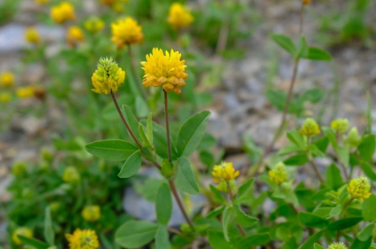 Клевер луговой - лечебные свойства и противопоказания, фото клевера ...