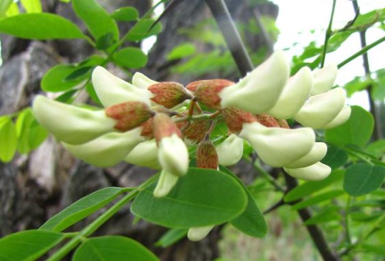 Robinia pseudoacacia var. pseudoacacia