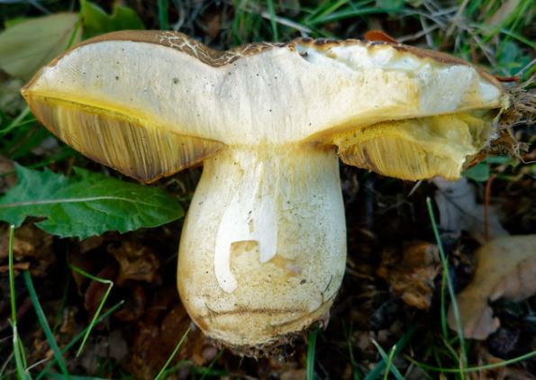 полубелый гриб описание