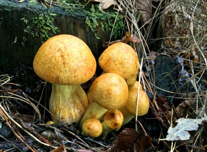 Желчный гриб