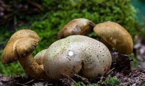 Pseudoboletus parasiticus